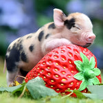 Piglet sleeping on giant strawberry cross stitch kit for beginners