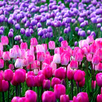 Pink and purple tulip field cross stitch kit for beginners