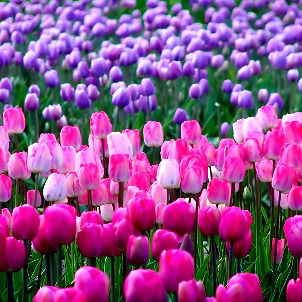 Pink and purple tulip field cross stitch kit for beginners