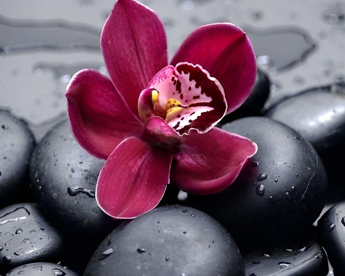 Pink orchid on black pebbles cross stitch kit for beginners