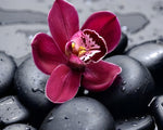 Pink orchid on black pebbles paint by numbers kit for beginners