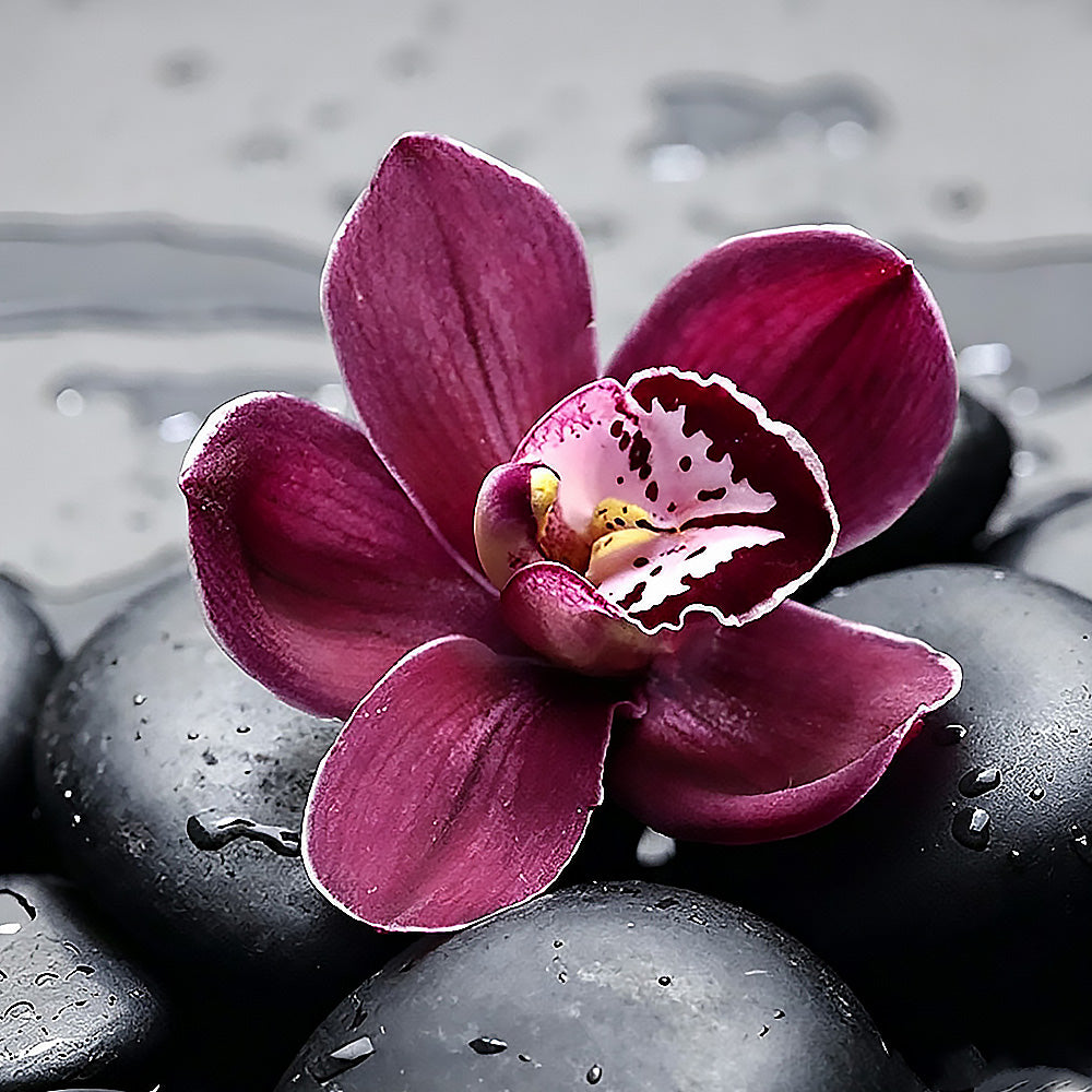 Pink orchid on black stones paint by numbers kit for beginners