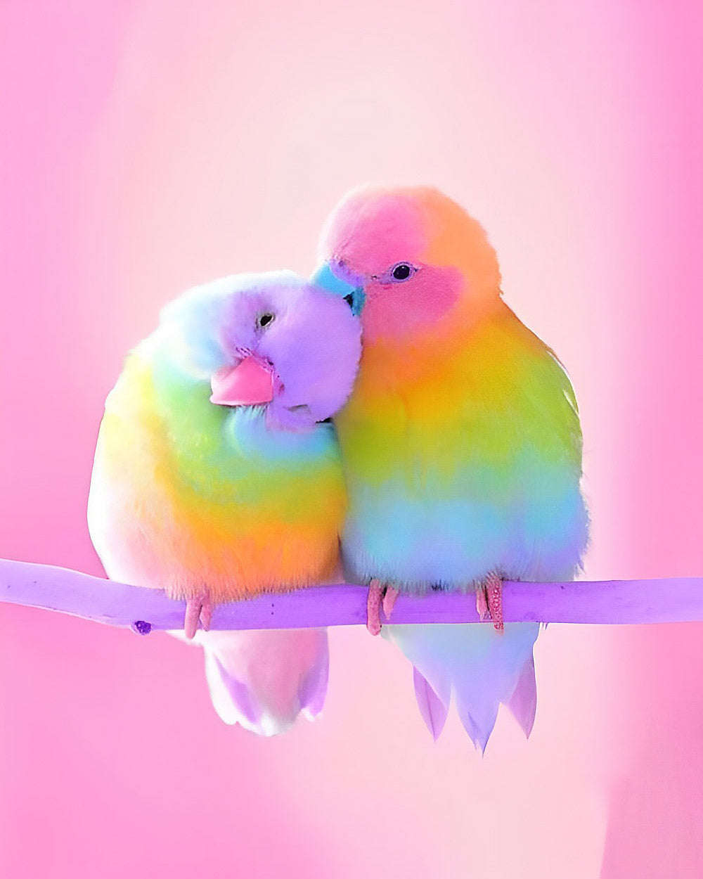 Pink rainbow budgies cross stitch kit for beginners