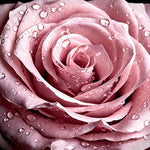 Pink rose close up with dew drops cross stitch kit for beginners