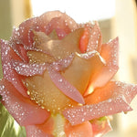 Pink rose with morning dew cross stitch kit for beginners