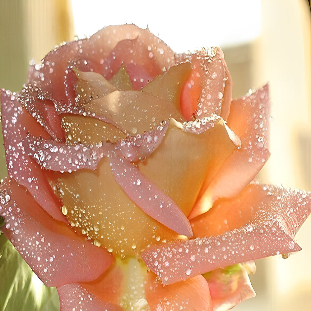 Pink rose with morning dew cross stitch kit for beginners