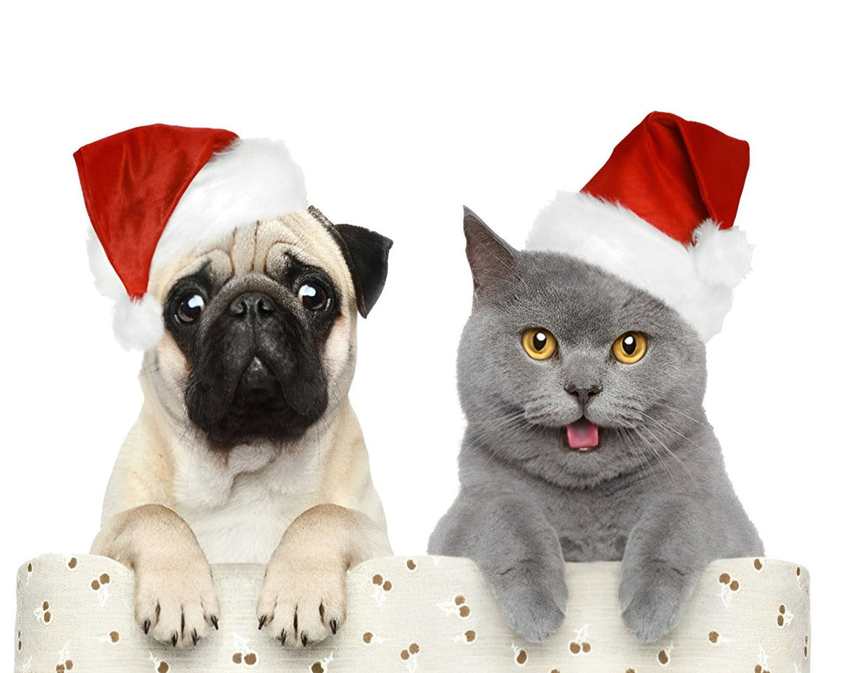 Pug and grey cat in santa hats cross stitch kit for beginners