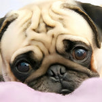 Pug resting on a pink pillow cross stitch kit for beginners