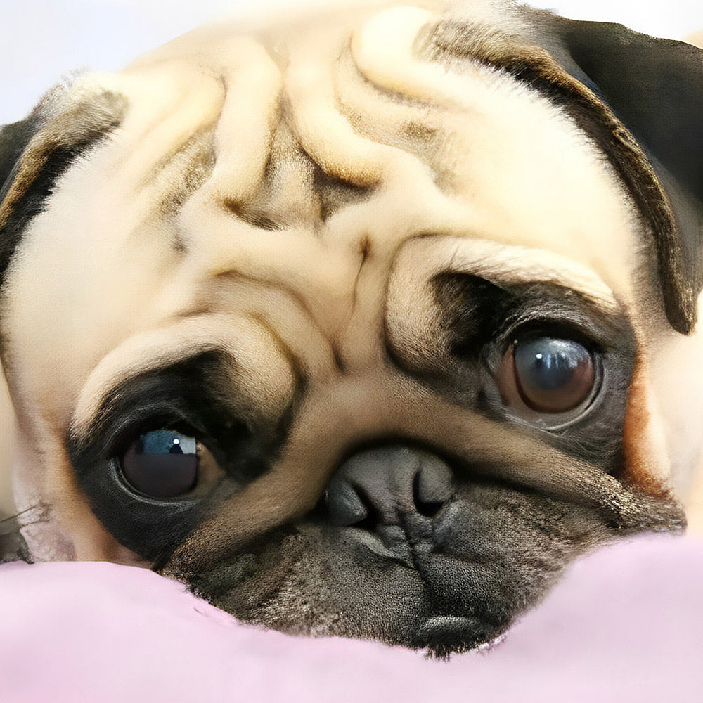 Pug resting on a pink pillow cross stitch kit for beginners