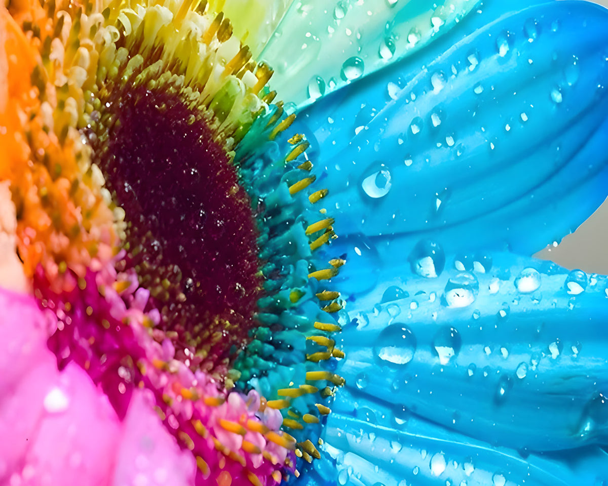 Rainbow daisy macro close up cross stitch kit for beginners