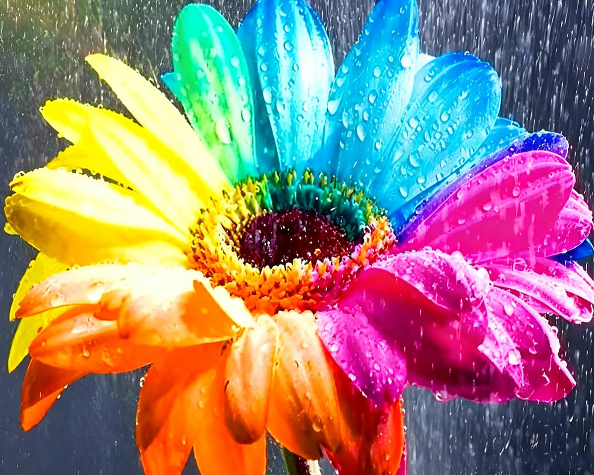 Rainbow gerbera daisy with water droplets paint by numbers kit for beginners