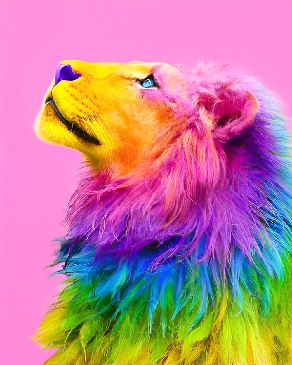 Rainbow lion looking up cross stitch kit for beginners