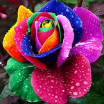 Rainbow rose with water droplets paint by numbers kit for beginners