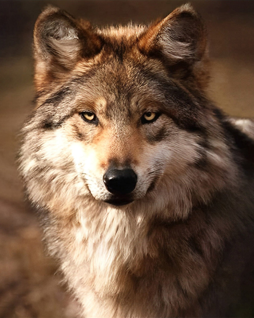 Realistic brown wolf portrait cross stitch kit for beginners