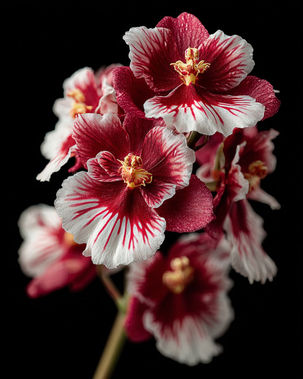 Red and white orchids on black background cross stitch kit for beginners