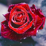 Red rose close-up with dew paint by numbers kit for beginners