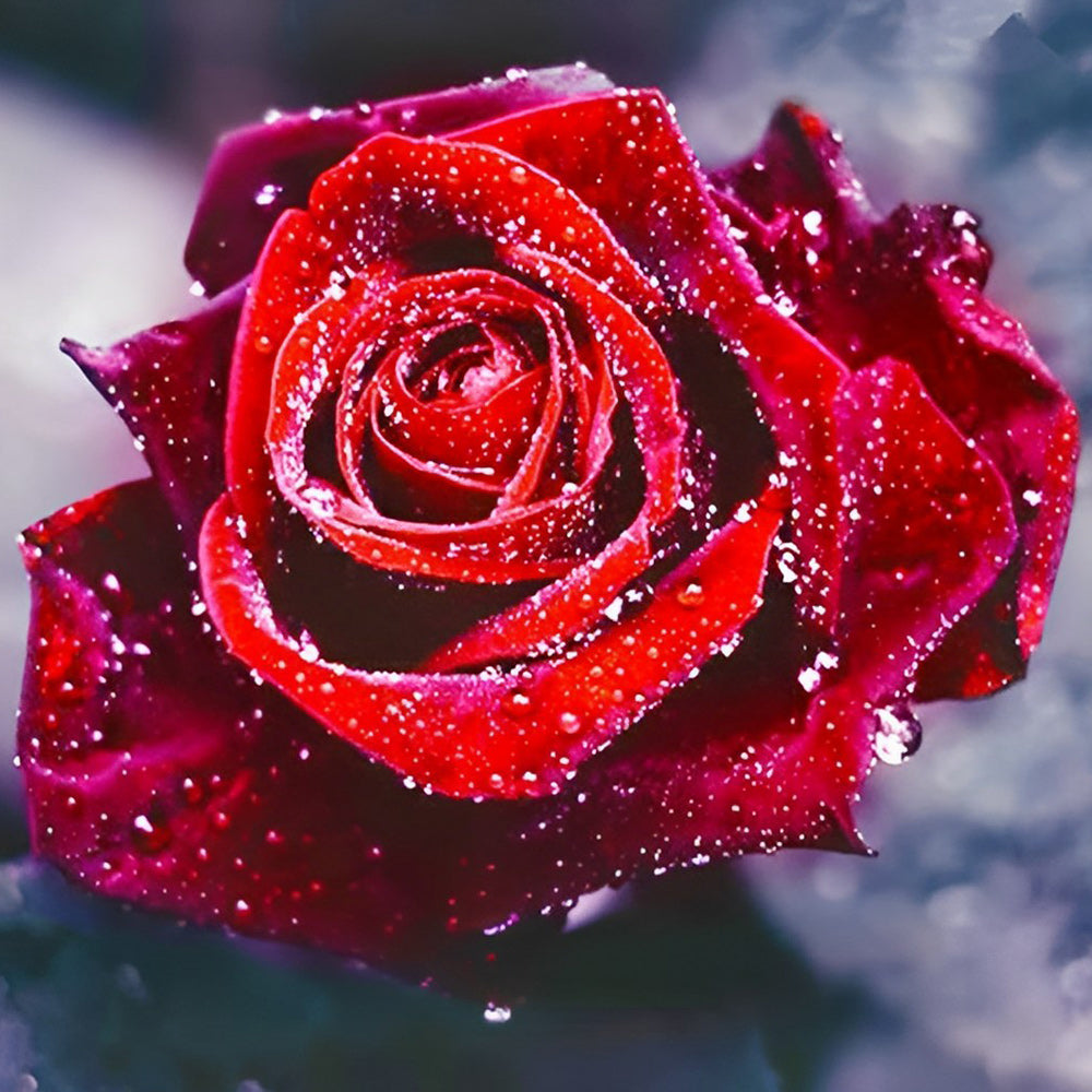 Red rose close-up with dew paint by numbers kit for beginners