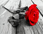 Red rose on weathered wood paint by numbers kit for beginners