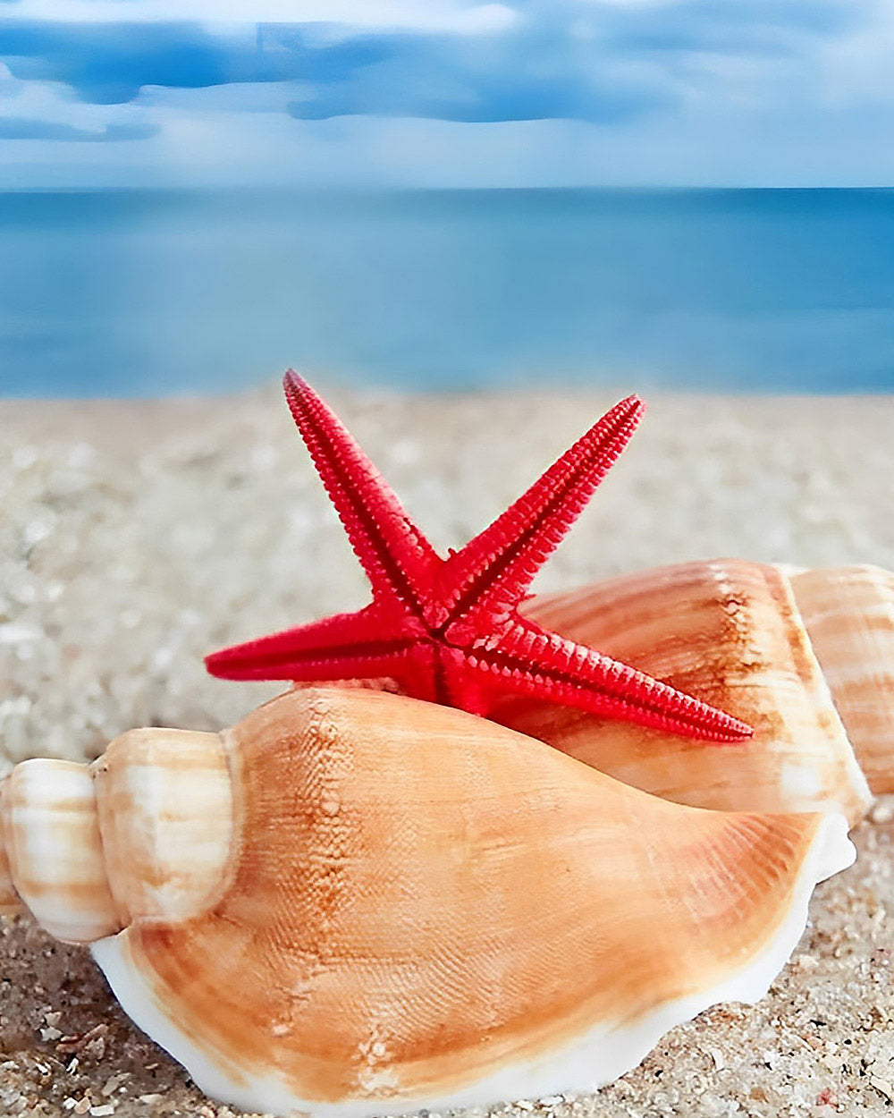 Red starfish and seashell on the beach cross stitch kit for beginners
