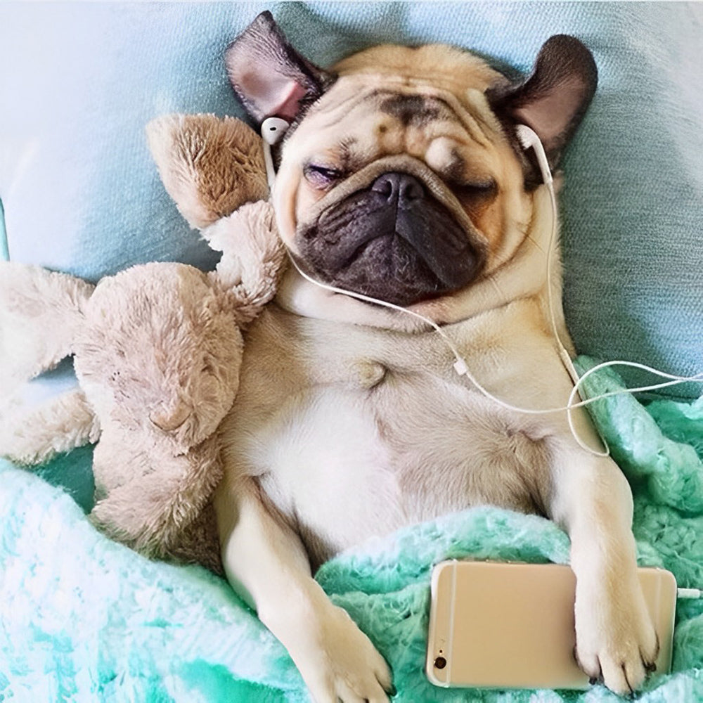 Relaxed pug with headphones and phone paint by numbers kit for beginners