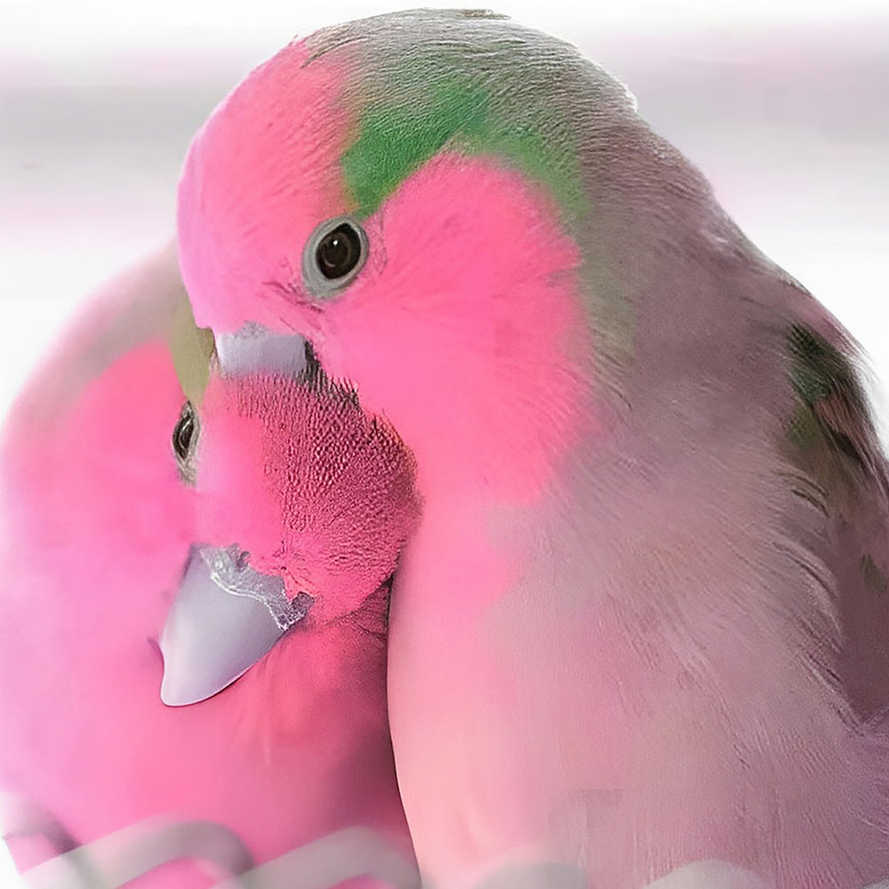 Romantic parrots cross stitch kit for beginners
