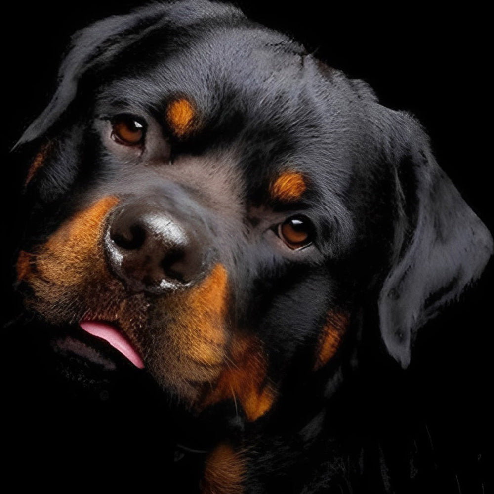 Rottweiler portrait on black cross stitch kit for beginners