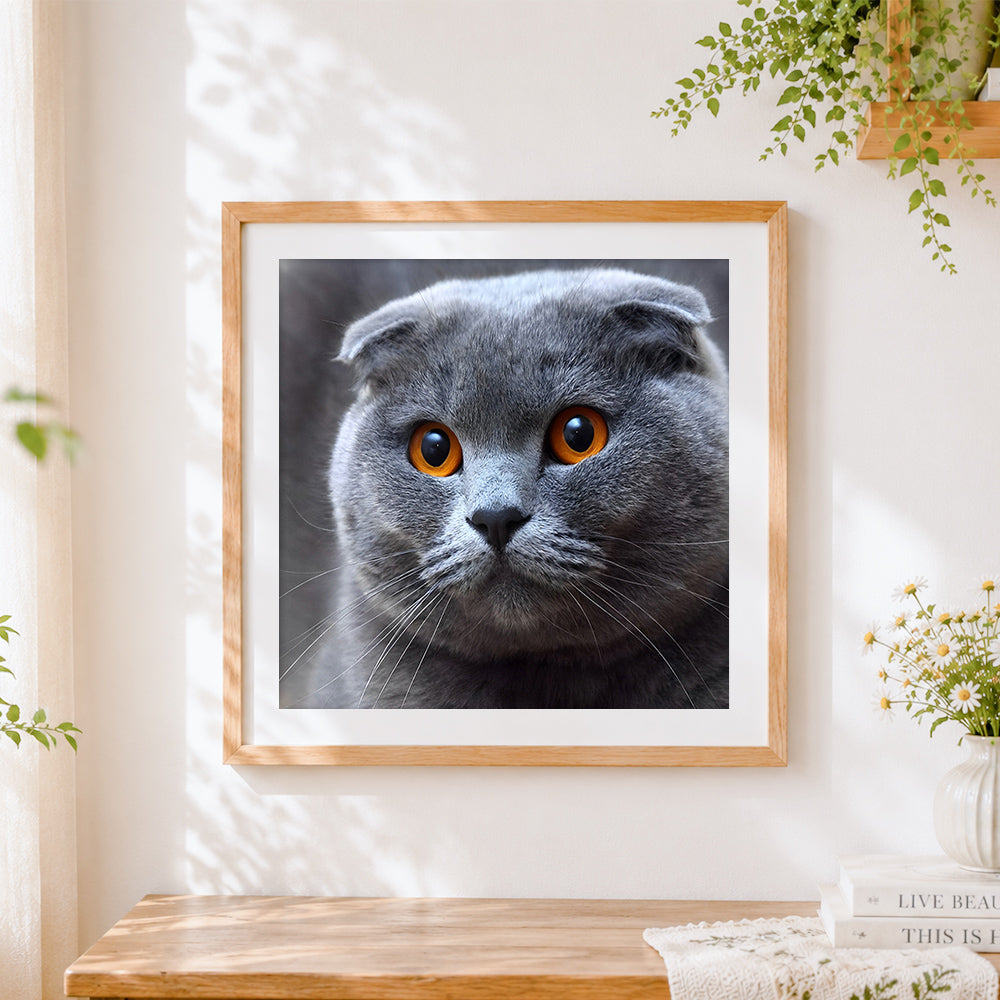 Finished scottish fold cat close-up cross stitch artwork displayed