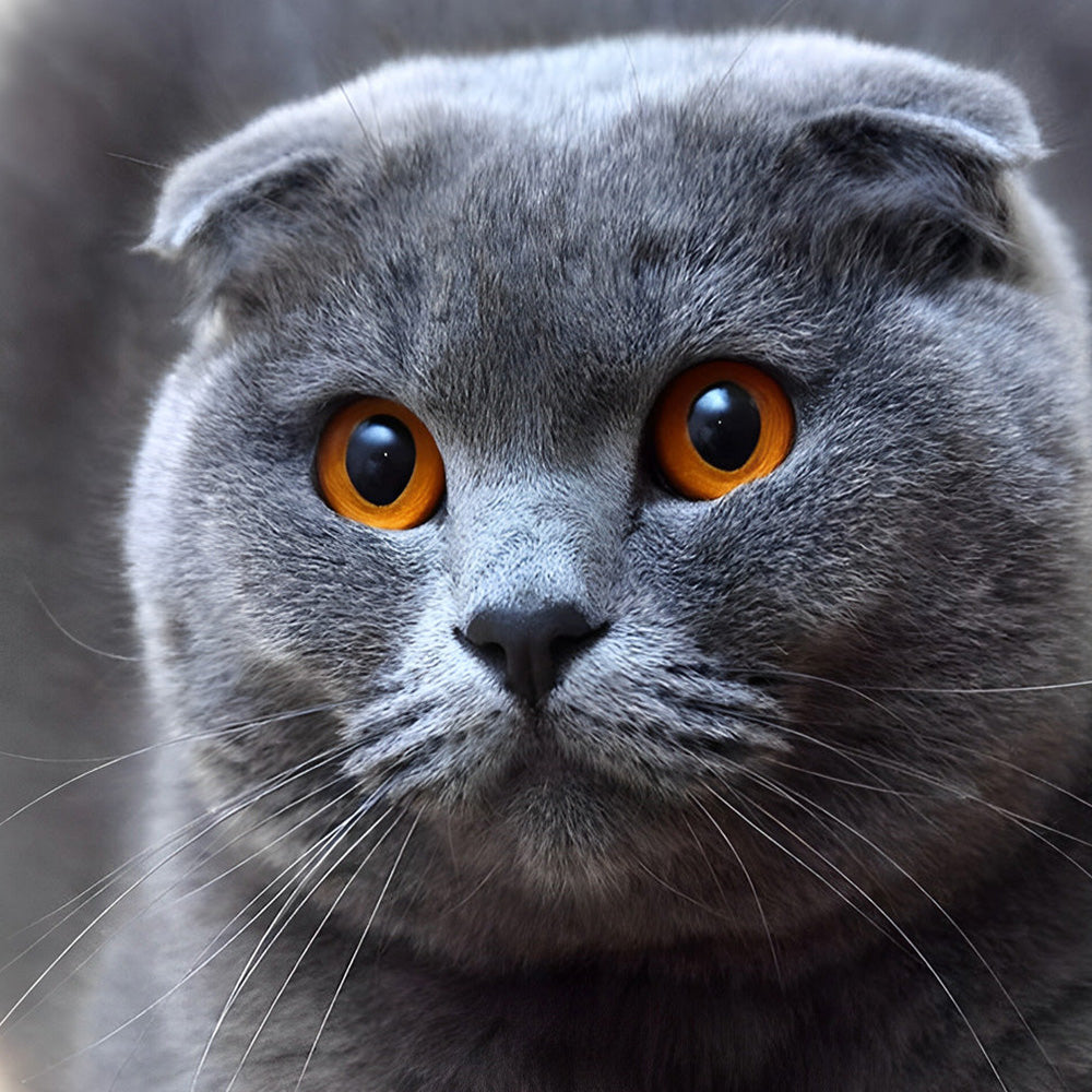 Scottish fold cat close-up cross stitch kit for beginners
