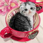 Scottish fold kitten in red teacup cross stitch kit for beginners