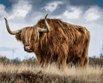 Scottish highland cow in field cross stitch kit for beginners