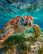Sea turtle underwater close-up paint by numbers kit for beginners