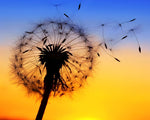 Seeds blowing in the wind cross stitch kit for beginners