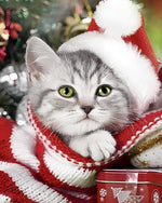 Silver tabby cat in a santa hat cross stitch kit for beginners