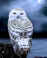 Snowy owl and full moon cross stitch kit for beginners