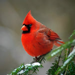 Snowy red cardinal cross stitch kit for beginners