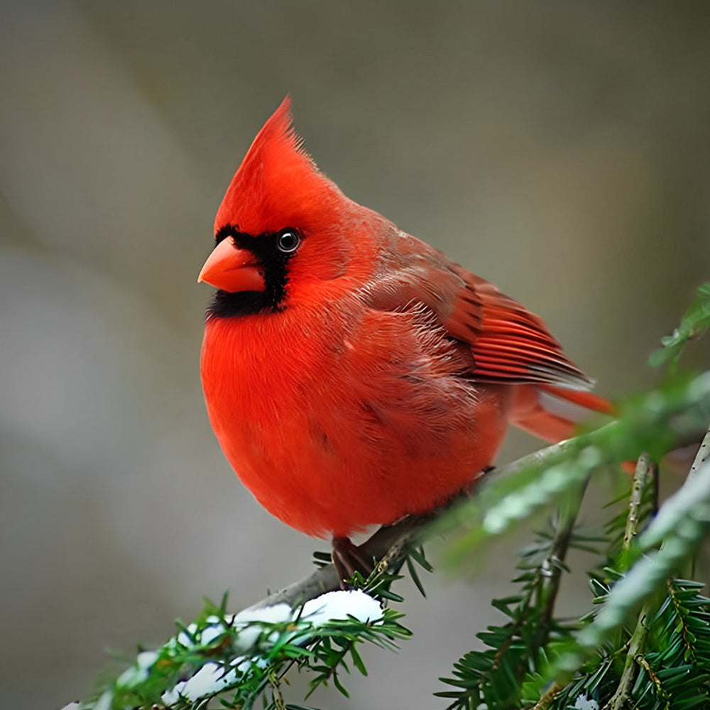 Snowy red cardinal cross stitch kit for beginners