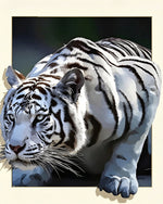 Stalking white tiger cross stitch kit for beginners
