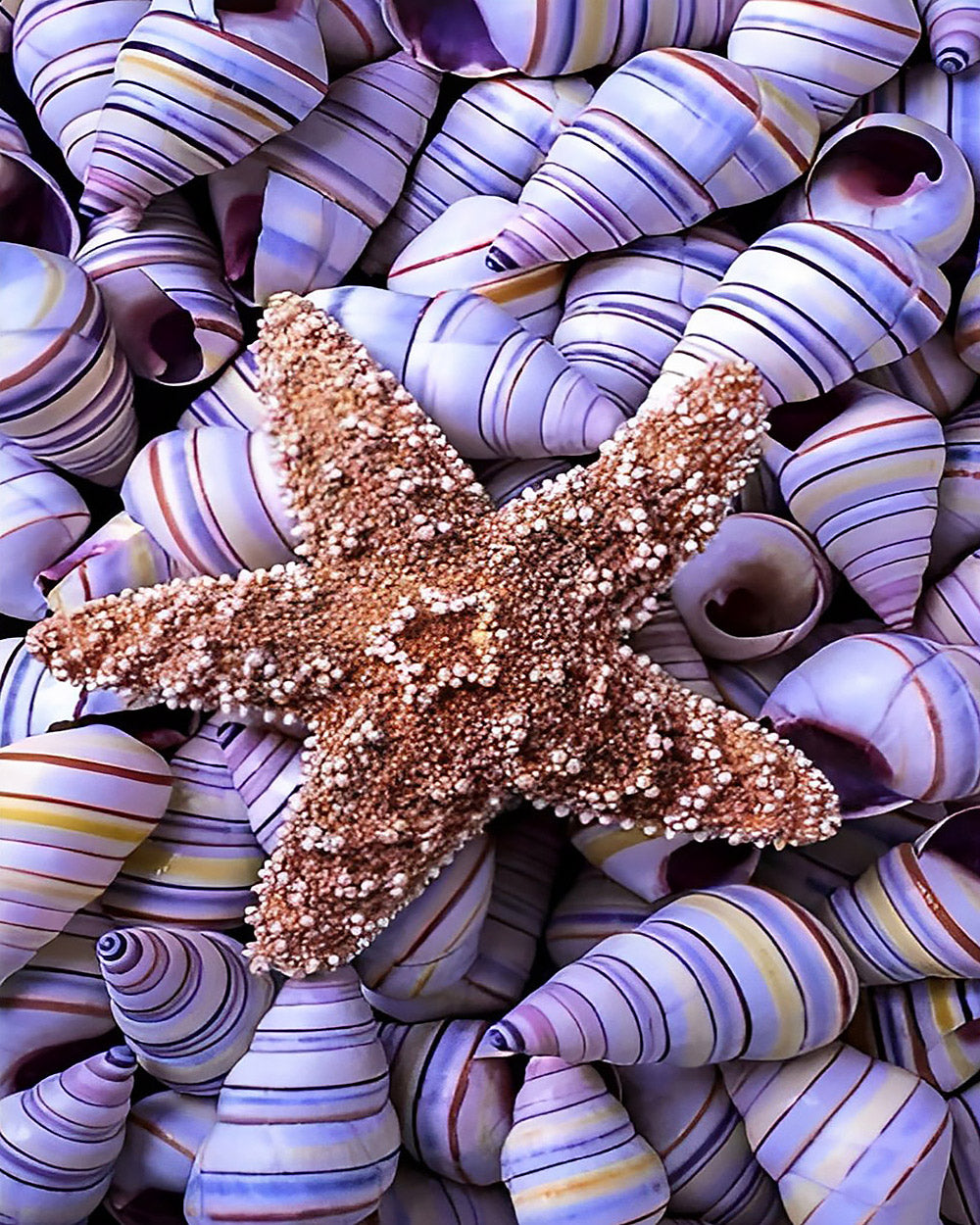 Starfish on purple striped shells paint by numbers kit for beginners