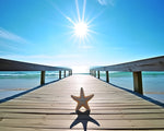 Starfish on sunlit pier paint by numbers kit for beginners