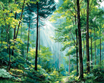 Sunbeams through forest path paint by numbers kit for beginners