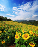 Sunflower field and rolling hills cross stitch kit for beginners