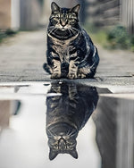 Tabby cat reflection cross stitch kit for beginners