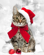 Tabby cat with santa hat and red bow cross stitch kit for beginners