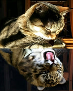 Tabby cat yawning reflection cross stitch kit for beginners