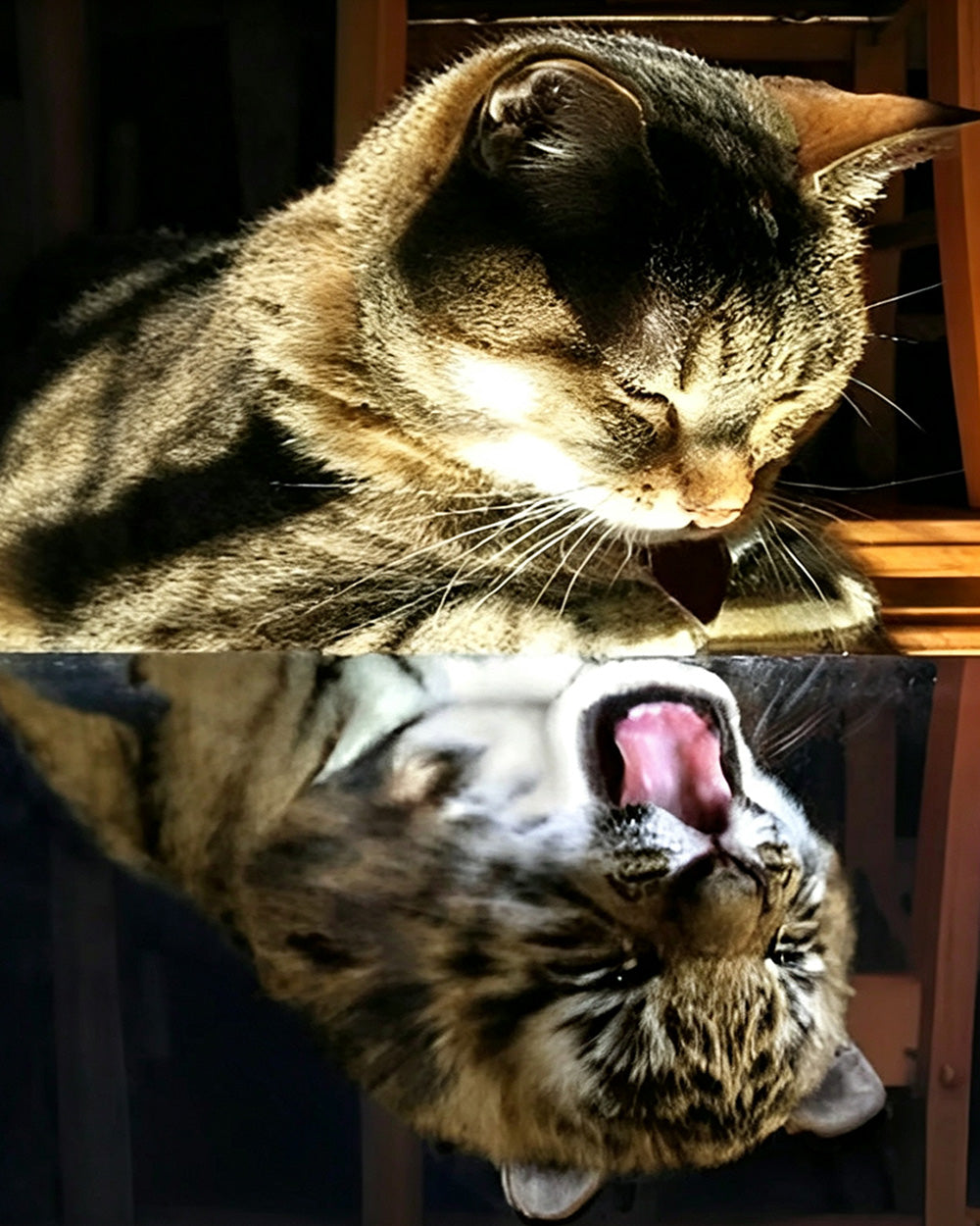 Tabby cat yawning reflection cross stitch kit for beginners