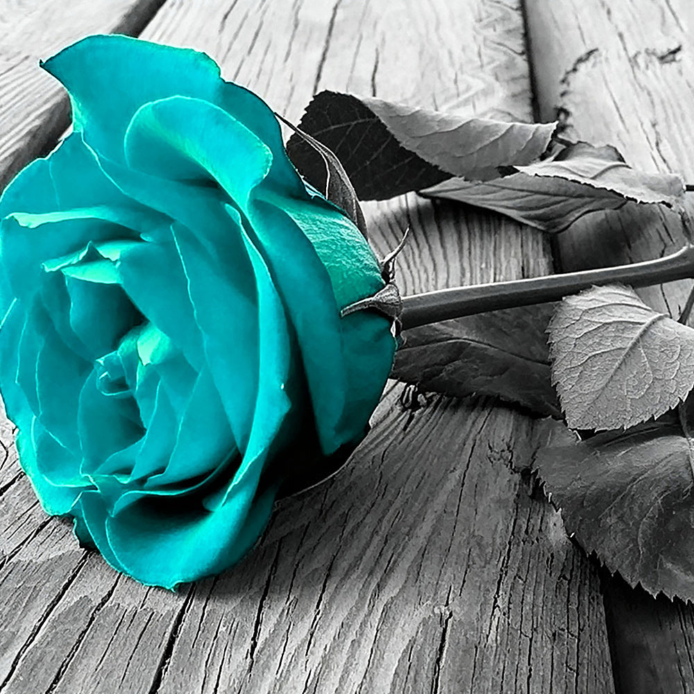 Teal rose on wooden board paint by numbers kit for beginners