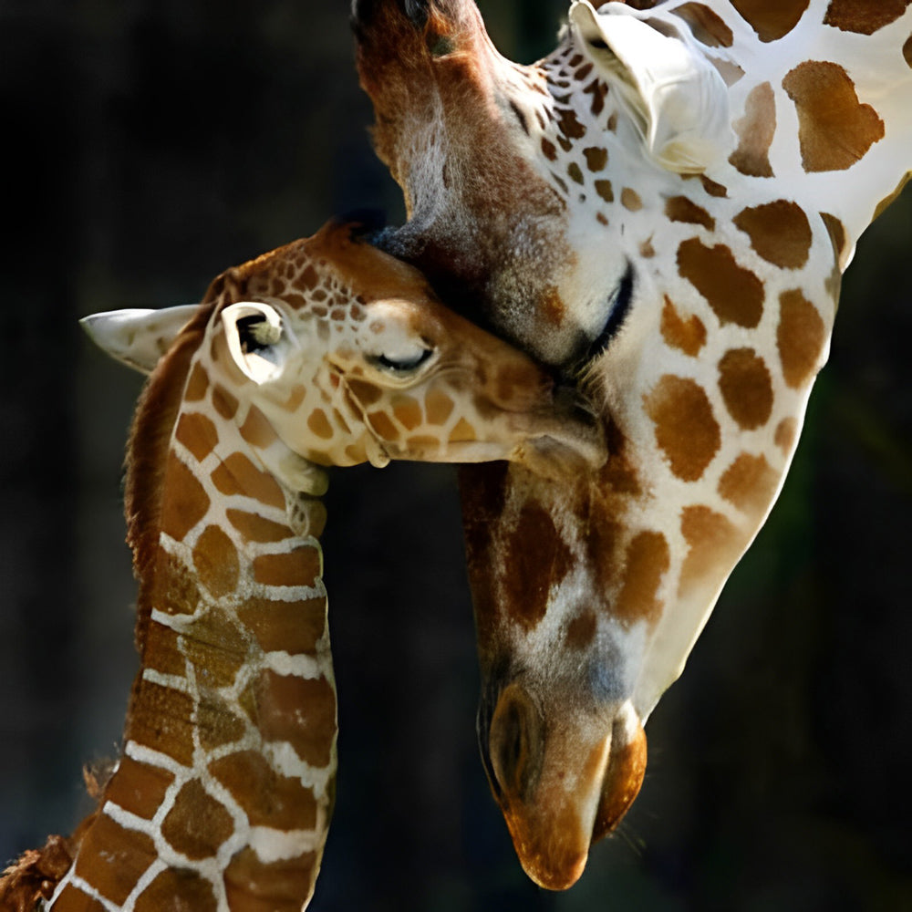 Tender mother and baby giraffe paint by numbers kit for beginners