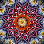 The blooming mandala cross stitch kit for beginners
