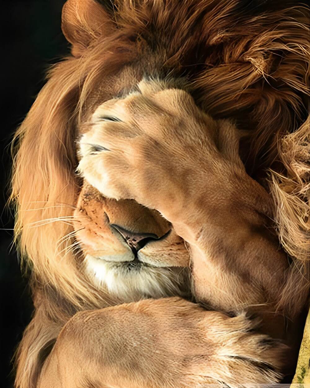 The facepalming lion cross stitch kit for beginners
