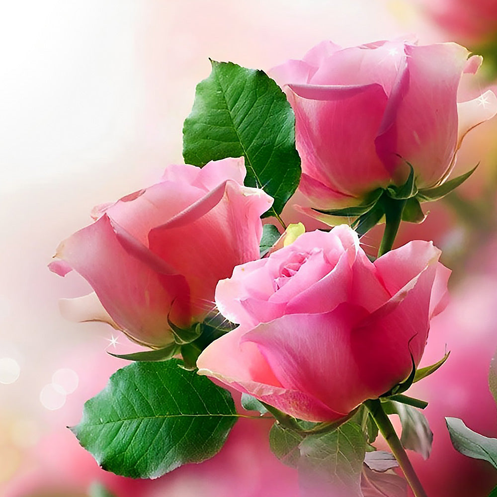 Three pink roses cross stitch kit for beginners